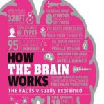 英语电子书|How the Brain Works: The Facts Visually Explained
