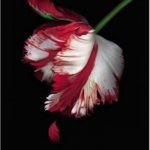 英语电子书|New Moon (The Twilight Saga, Book 2)