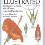 英语电子书|Botany Illustrated: Introduction to Plants, Major Groups, Flowering Plant Families