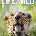 Life In The Wild