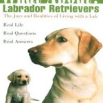 What About – Labrador Retrievers