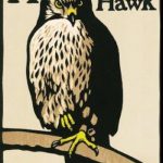 H is for Hawk
